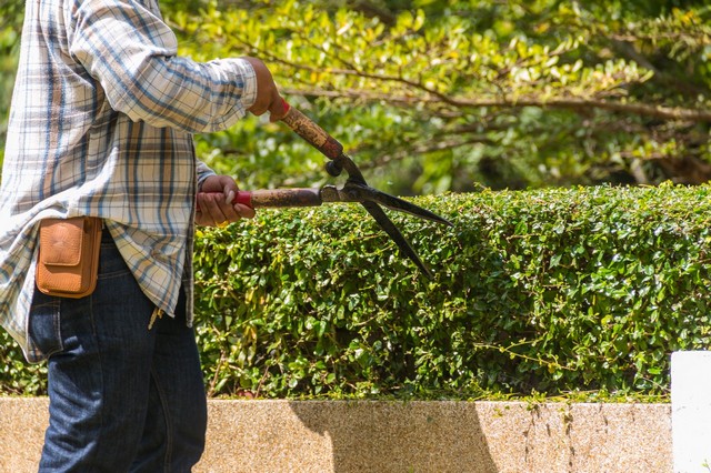 Garden Maintenance Earlsfield, SW18